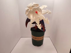 Funny Egg and Frightful Flower Models